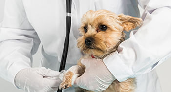 Cuidados-Clinicos-em-Pequenos-Animais