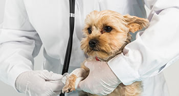 Cuidados Clínicos em Pequenos Animais