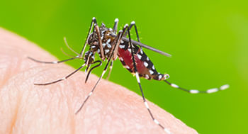 Dengue---Prevencao-e-Diagnostico-Laboratorial