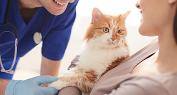 Endocrinologia em Pequenos Animais