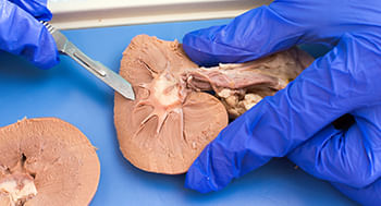 Fisiologia Animal