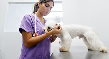 Hemoparasitoses em Medicina Veterinária