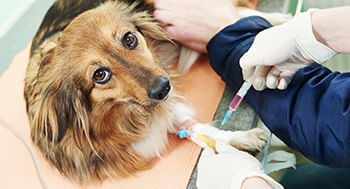 Hipertensão e Diabetes Mellitus em Cães e Gatos