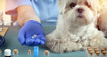 Homeopatia Veterinária