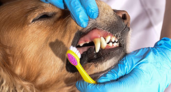Odontologia-Veterinaria