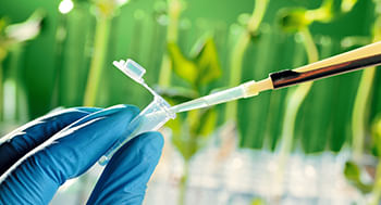 Plantas Medicinais com Atividade Anti-inflamatória