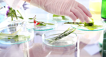 Plantas Psicoativas: Uma Abordagem Farmacológica