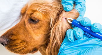 Principais Ectoparasitas de Interesse Veterinário