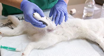 Ultrassonografia em Pequenos Animais