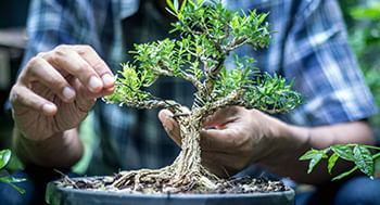 Curso Básico de Bonsai