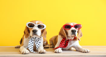 Moda-pet.jpg