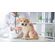 Clinica-veterinaria.jpg
