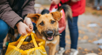 Nutricao-veterinaria-e-cuidados-com-os-animais.jpg